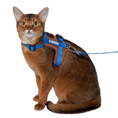 Comfort cat harness best sale